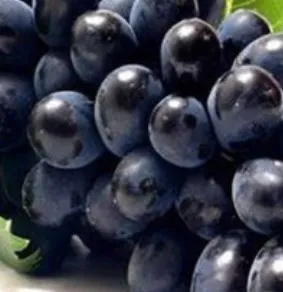 Uva roxa 